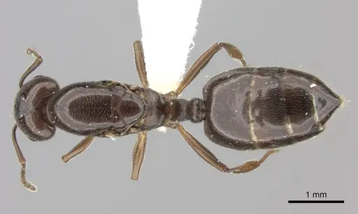 Crematogaster degeeri specimen