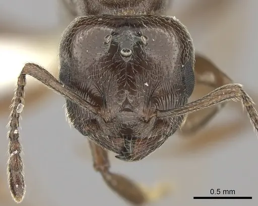 Crematogaster degeeri specimen