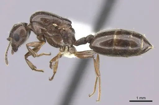 Crematogaster degeeri specimen
