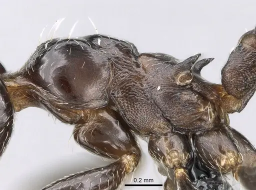 Crematogaster degeeri - CASENT0071423