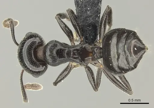 Crematogaster degeeri - CASENT0071425