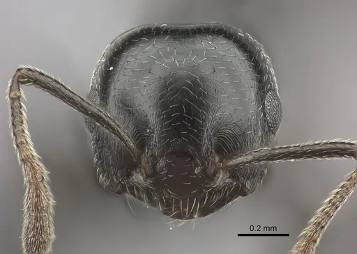 Crematogaster degeeri - CASENT0071425