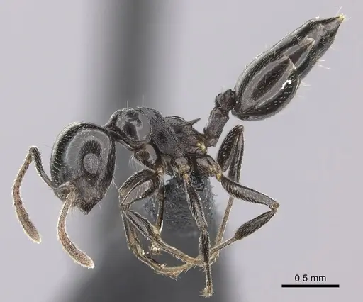 Crematogaster degeeri - CASENT0071425