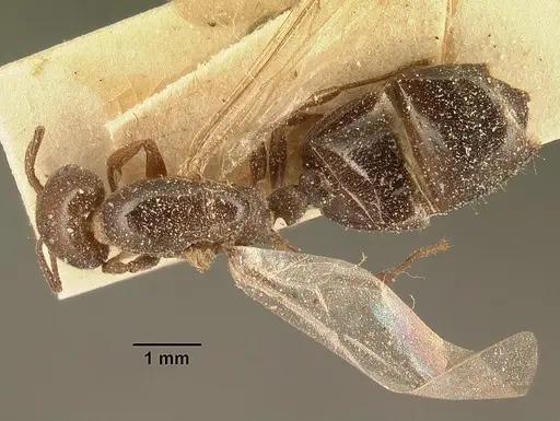 Crematogaster degeeri - CASENT0101170