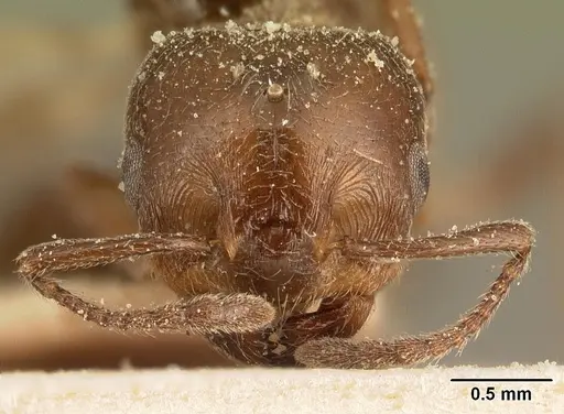 Crematogaster degeeri - CASENT0101170