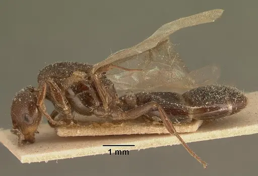 Crematogaster degeeri - CASENT0101170