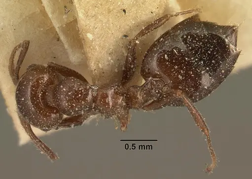 Crematogaster degeeri - CASENT0101171