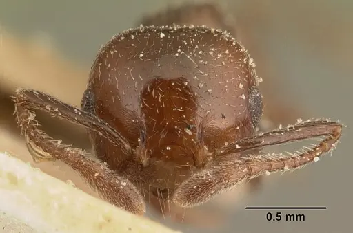 Crematogaster degeeri - CASENT0101171