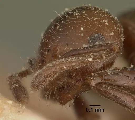 Crematogaster degeeri - CASENT0101171