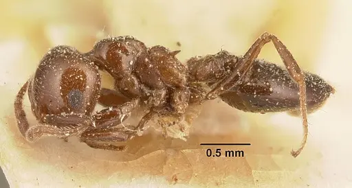 Crematogaster degeeri - CASENT0101171