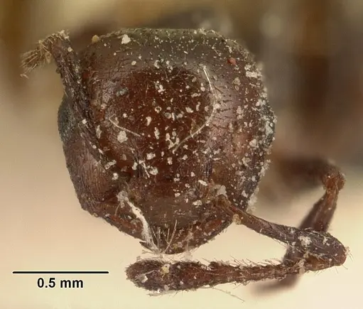 Crematogaster degeeri - CASENT0101172