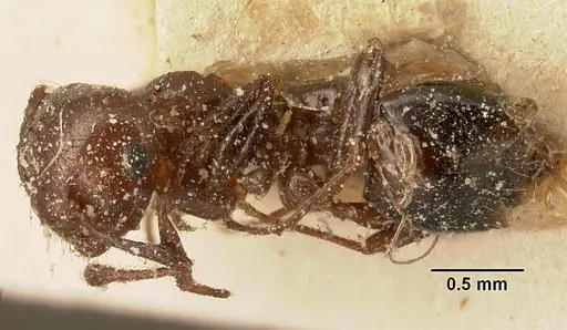 Crematogaster degeeri - CASENT0101172