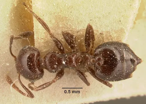 Crematogaster degeeri - CASENT0101173