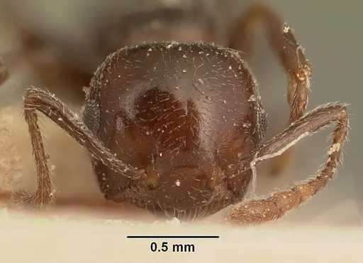 Crematogaster degeeri - CASENT0101173