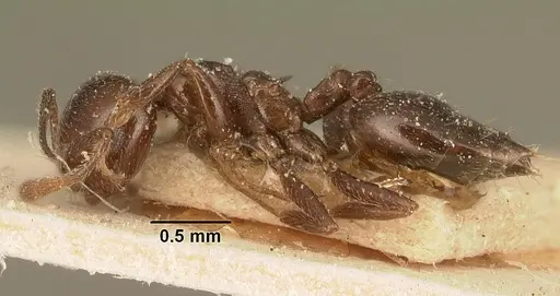 Crematogaster degeeri - CASENT0101173