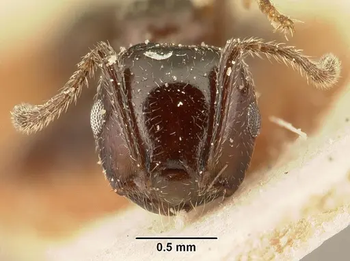 Crematogaster degeeri - CASENT0101174