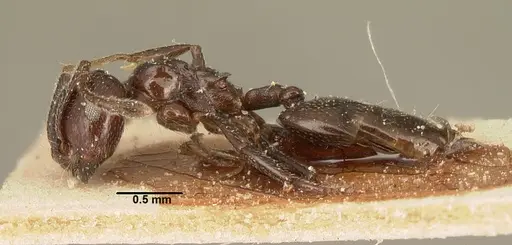 Crematogaster degeeri - CASENT0101174