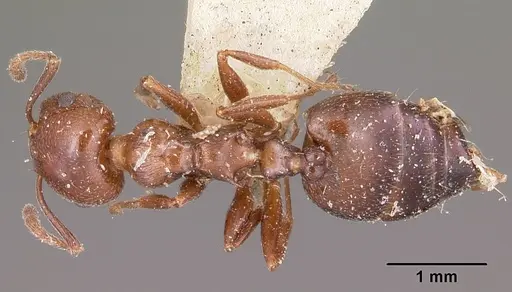 Crematogaster degeeri - CASENT0101597