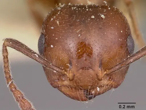 Crematogaster degeeri - CASENT0101597