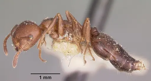 Crematogaster degeeri - CASENT0101597