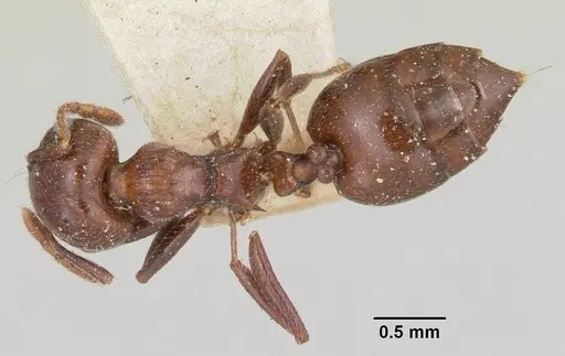 Crematogaster degeeri - CASENT0101690