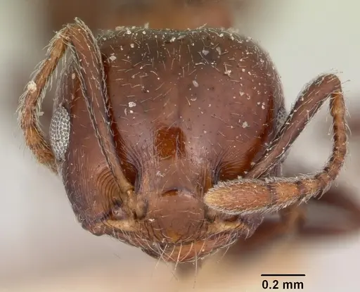 Crematogaster degeeri - CASENT0101690