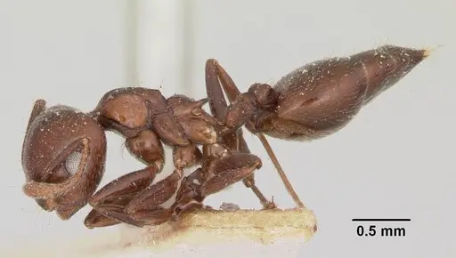Crematogaster degeeri - CASENT0101690