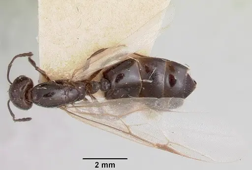 Crematogaster degeeri - CASENT0101907