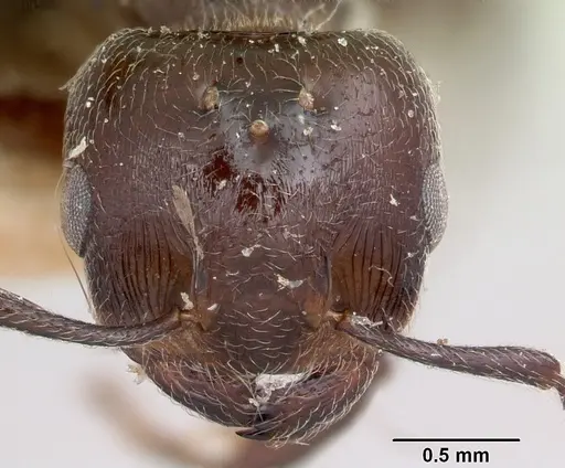 Crematogaster degeeri - CASENT0101907