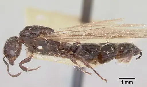 Crematogaster degeeri - CASENT0101907