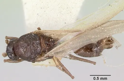 Crematogaster degeeri - CASENT0101984