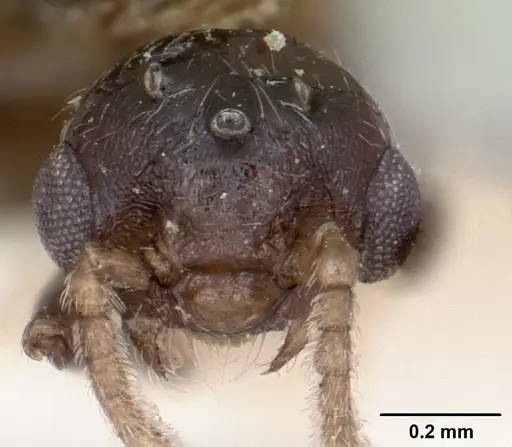 Crematogaster degeeri - CASENT0101984