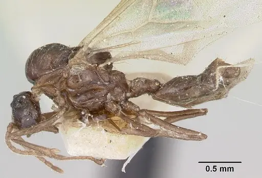 Crematogaster degeeri - CASENT0101984