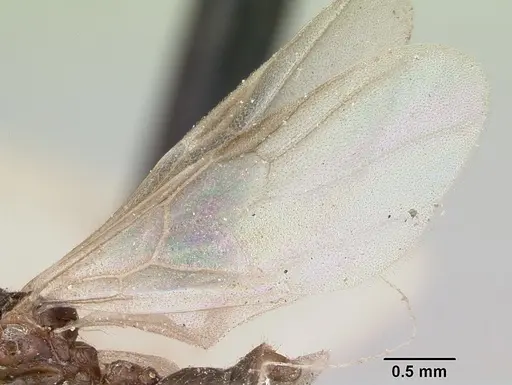 Crematogaster degeeri - CASENT0101984