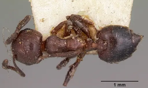 Crematogaster degeeri - CASENT0102941