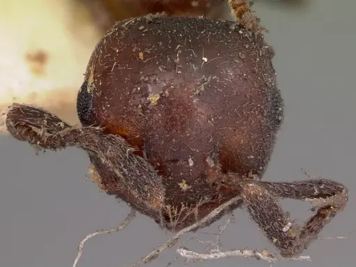 Crematogaster degeeri - CASENT0102941
