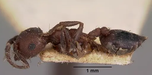 Crematogaster degeeri - CASENT0102941