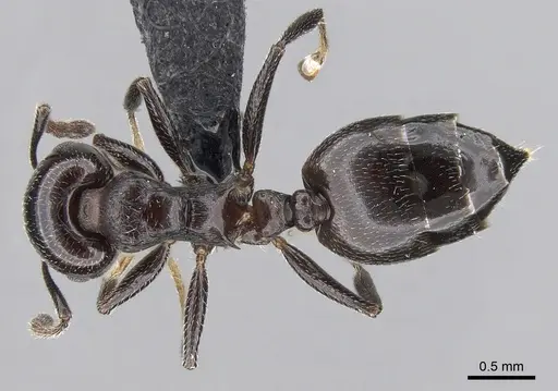 Crematogaster degeeri - CASENT0118982