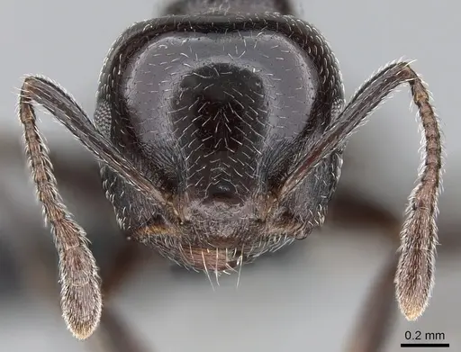 Crematogaster degeeri - CASENT0118982