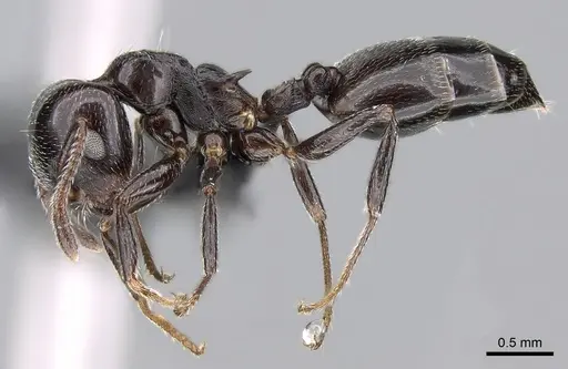 Crematogaster degeeri - CASENT0118982