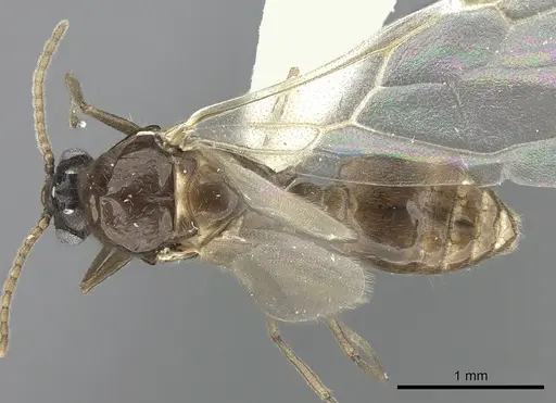 Crematogaster degeeri - CASENT0127520