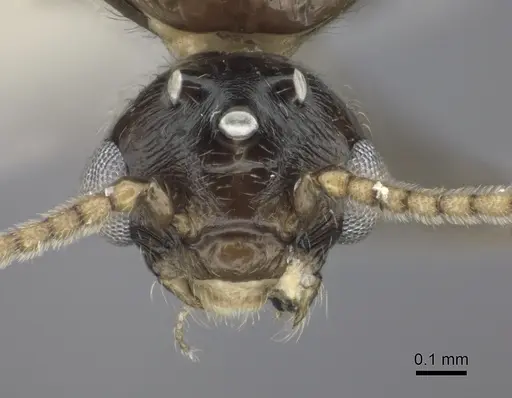 Crematogaster degeeri - CASENT0127520