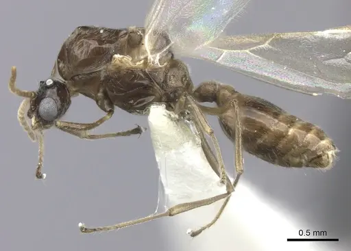 Crematogaster degeeri - CASENT0127520