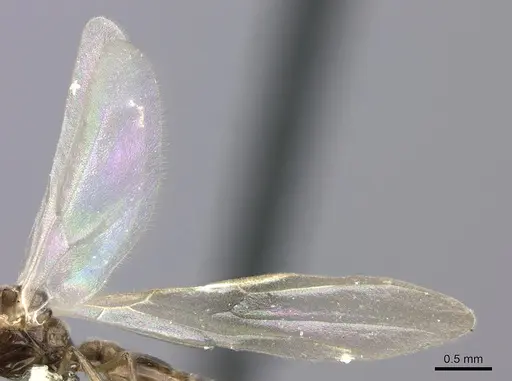 Crematogaster degeeri - CASENT0127520