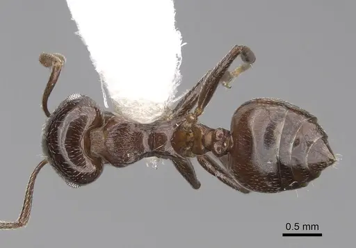 Crematogaster degeeri - CASENT0922648