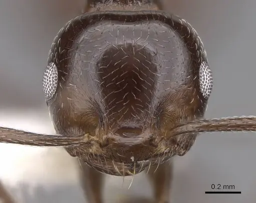 Crematogaster degeeri - CASENT0922648