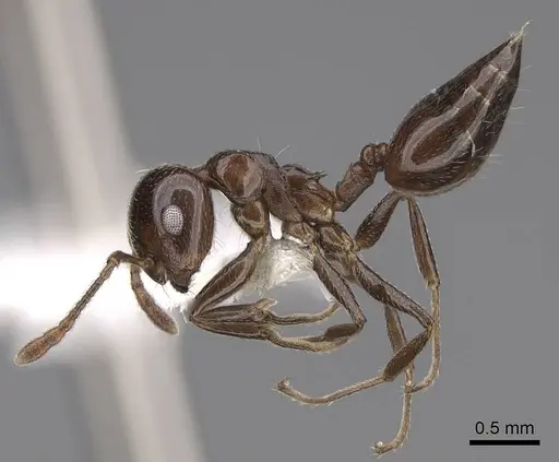 Crematogaster degeeri - CASENT0922648