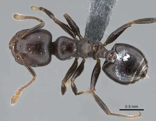 Crematogaster delagoensis specimen