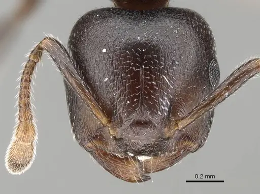 Crematogaster delagoensis specimen