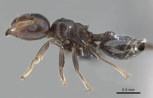 Crematogaster delagoensis specimen